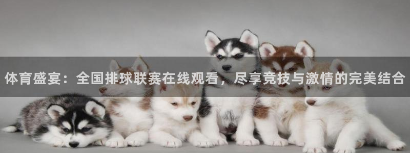 篮球柠檬直播